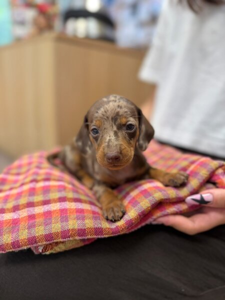 Cabinet veterinar Bucuresti - Joyvet- Endoscopie, Radiologie, Dermatologie