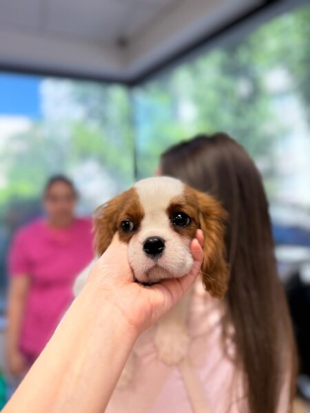 Cabinet veterinar Bucuresti - Joyvet- Endoscopie, Radiologie, Dermatologie