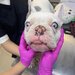 Cabinet veterinar Bucuresti - Joyvet- Endoscopie, Radiologie, Dermatologie