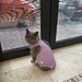 Cabinet veterinar Bucuresti - Joyvet- Endoscopie, Radiologie, Dermatologie