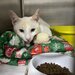 Cabinet veterinar Bucuresti - Joyvet- Endoscopie, Radiologie, Dermatologie
