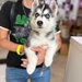Cabinet veterinar Bucuresti - Joyvet- Endoscopie, Radiologie, Dermatologie