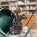 Cabinet veterinar Bucuresti - Joyvet- Endoscopie, Radiologie, Dermatologie