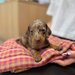 Cabinet veterinar Bucuresti - Joyvet- Endoscopie, Radiologie, Dermatologie