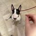 Cabinet veterinar Bucuresti - Joyvet- Endoscopie, Radiologie, Dermatologie