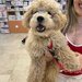 Cabinet veterinar Bucuresti - Joyvet- Endoscopie, Radiologie, Dermatologie