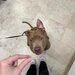 Cabinet veterinar Bucuresti - Joyvet- Endoscopie, Radiologie, Dermatologie