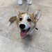 Cabinet veterinar Bucuresti - Joyvet- Endoscopie, Radiologie, Dermatologie