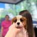Cabinet veterinar Bucuresti - Joyvet- Endoscopie, Radiologie, Dermatologie